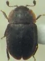 Epuraea obtusicollis - photo 3