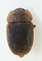Epuraea obtusicollis - photo 4