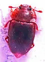 Epuraea obtusicollis - photo 5
