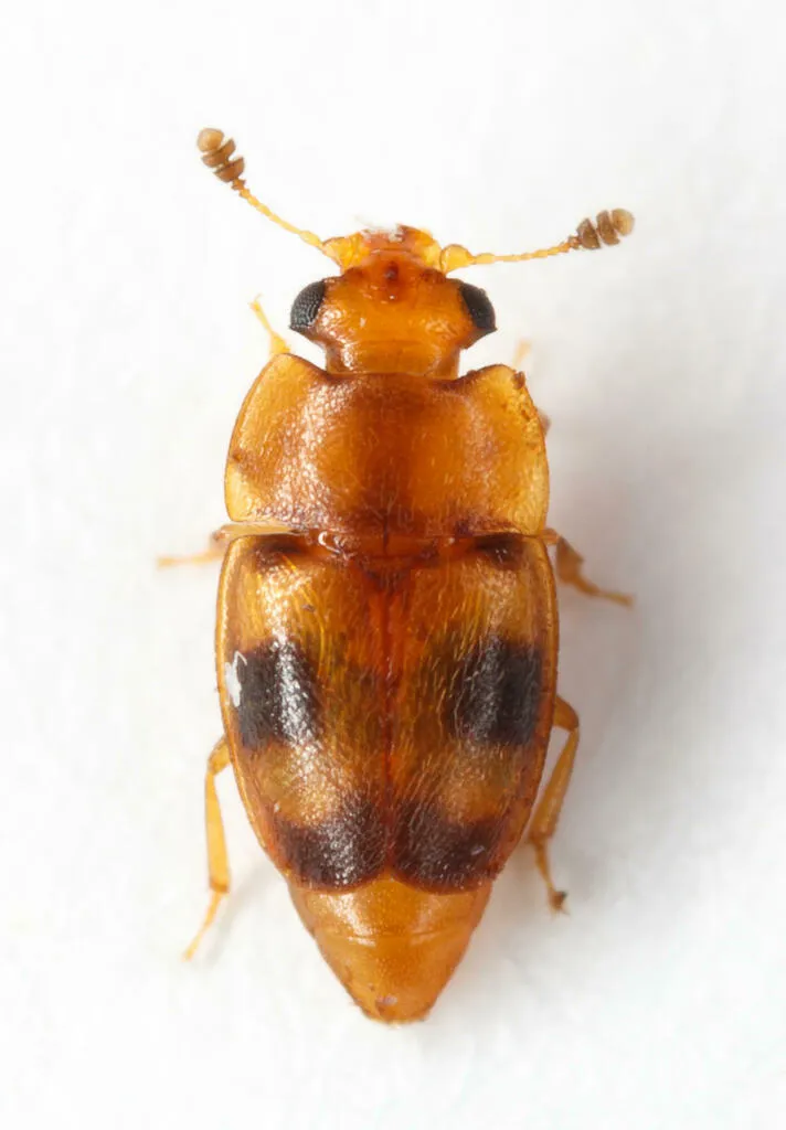 Epuraea ocularis - photo 3