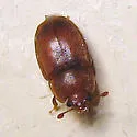 Epuraea pallescens - Epuraea pallescens