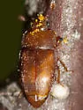 Epuraea pallescens - photo 2