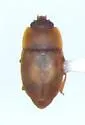 Epuraea pallescens - photo 3