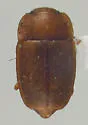 Epuraea pallescens - photo 4
