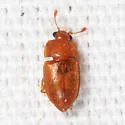 Epuraea pallescens - photo 5