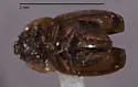 Epuraea papagona - photo 2