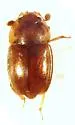 Epuraea papagona - photo 5