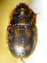 Epuraea peltoides