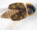 Epuraea peltoides - photo 3
