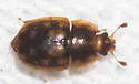 Epuraea peltoides - photo 4