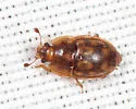 Epuraea peltoides - photo 5