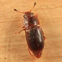 Epuraea planulata