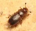 Epuraea planulata - photo 2