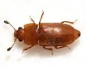 Epuraea planulata - photo 4