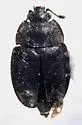 Epuraea populi
