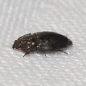 Epuraea populi - photo 4
