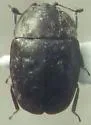 Epuraea populi - photo 5