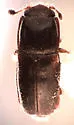 Epuraea quadricollis - Epuraea quadricollis