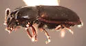 Epuraea quadricollis - photo 2