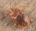 Epuraea rufa - photo 2