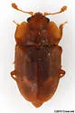 Epuraea rufa - photo 3