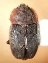 Epuraea rufa - photo 4
