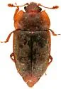 Epuraea rufa - photo 5