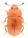 Epuraea rufida - Epuraea rufida