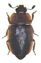 Epuraea rufomarginata - Epuraea rufomarginata