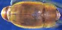Epuraea rufomarginata - photo 2