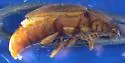 Epuraea rufomarginata - photo 3