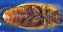 Epuraea rufomarginata - photo 4