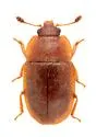 Epuraea rufomarginata - photo 5