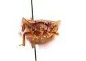 Epuraea scaphoides - photo 4