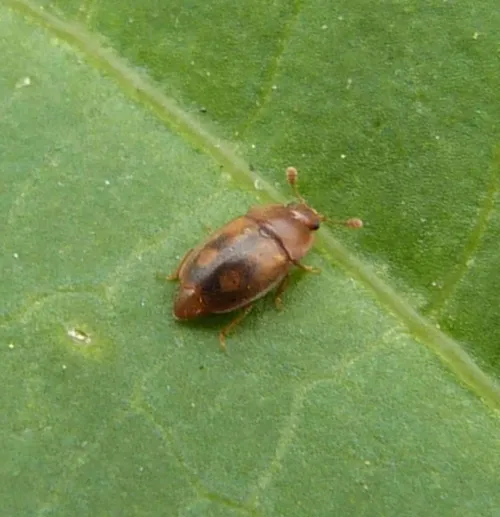 Epuraea silacea - photo 2
