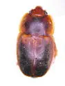 Epuraea terminalis - photo 2