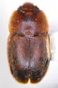 Epuraea terminalis - photo 3