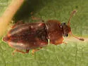 Epuraea truncatella - Epuraea truncatella