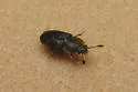 Epuraea truncatella - photo 2