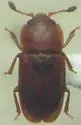 Epuraea truncatella - photo 4
