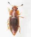 Epuraea truncatella - photo 5