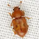 Epuraea umbrosa - Epuraea umbrosa