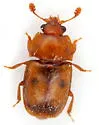 Epuraea umbrosa - photo 2