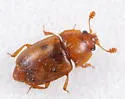 Epuraea umbrosa - photo 3