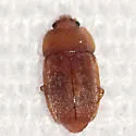Epuraea umbrosa - photo 4
