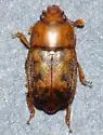 Epuraea umbrosa - photo 5