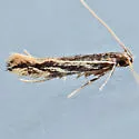 Eralea albalineella - Hodges#1501