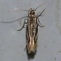 Eralea albalineella - Hodges#1501 - photo 2