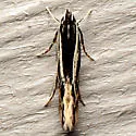 Eralea albalineella - Hodges#1501 - photo 3