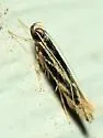 Eralea albalineella - Hodges#1501 - photo 4